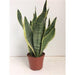 sansevieria-futura-superba-o14-↕40