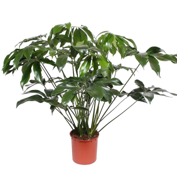 philodendron-green-wonder-140-cm-o34