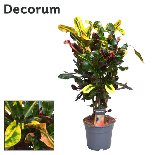 croton-mammi-o17cm-↕60cm