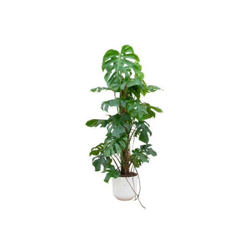 combi-deal-monstera-pertusum-xl-inclusief-elho-jazz-round-wit-o26-120-cm