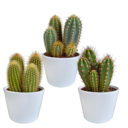 cereus-mix-10-5cm-3x-in-witte-pot