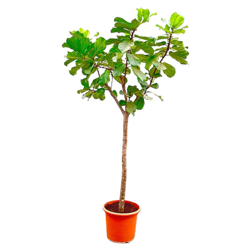 ficus-lyrata-boom-xxxl-300cm-o55