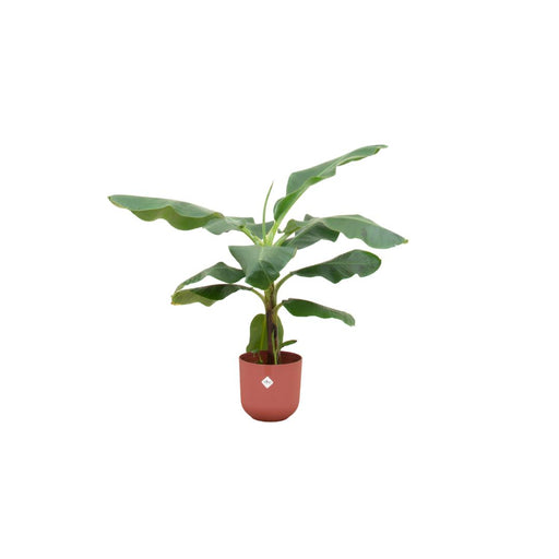 combi-deal-bananenplant-musa-inclusief-elho-jazz-round-rood-o23-100-cm