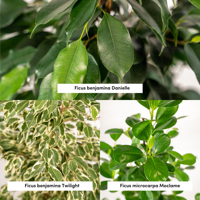 ficus-benjamina-danielle-95cm-o21cm-ficus-benjamina-twilight-95cm-o21cm-ficus-microcarpa-moclame-95cm-o21cm-incl-mand-igmar