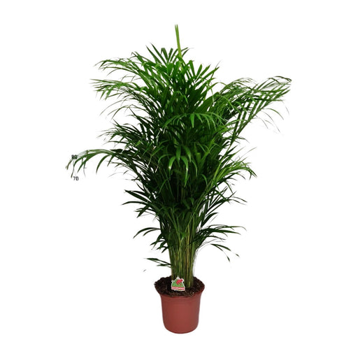 dypsis-lutescens-o24cm-↕125cm