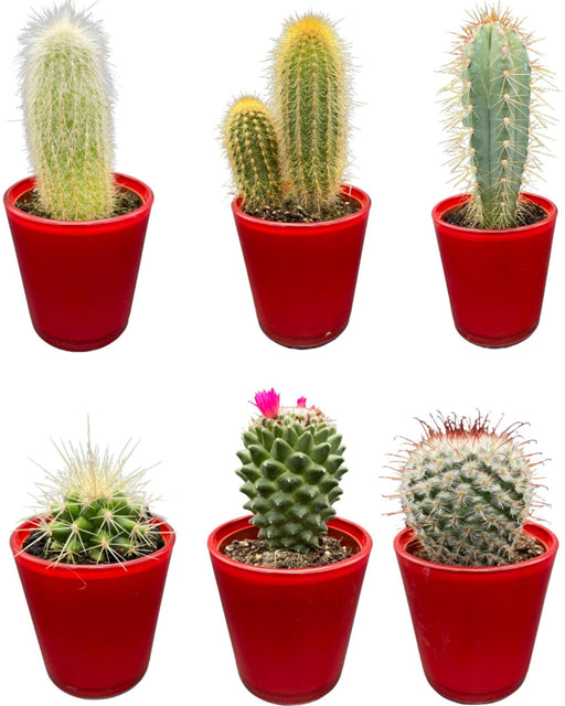 cactus-mix-↕8-15cm-6-stuks-red-glasses-o7-5-cm