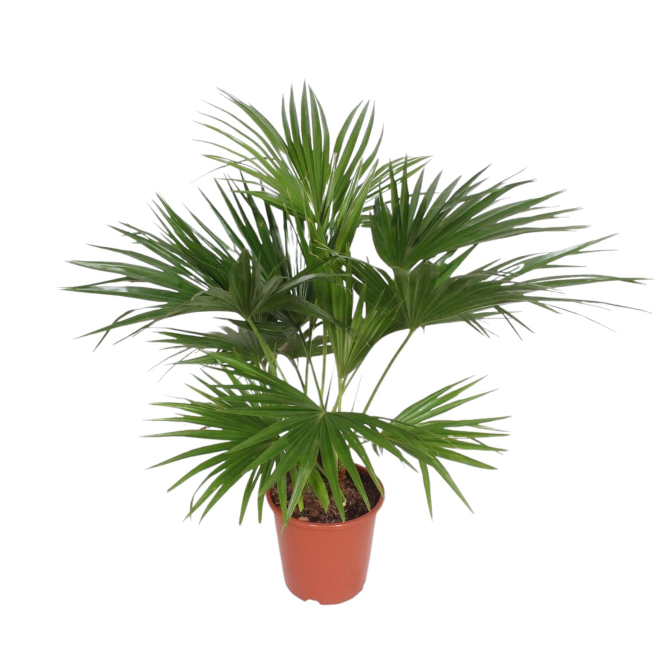 Livistona (Waaierpalm)