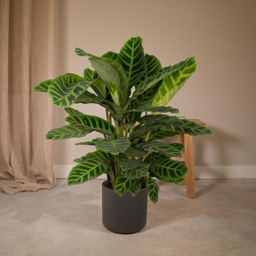 calathea-zebrina-pauwenplant-80cm-o19