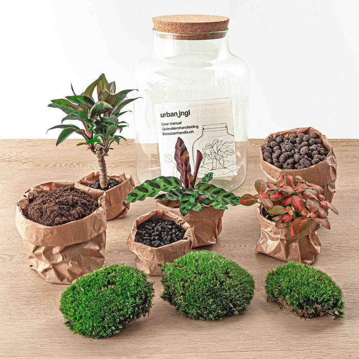 diy-terrarium-milky-palm-↕-30-cm