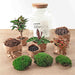 diy-terrarium-milky-palm-↕-30-cm