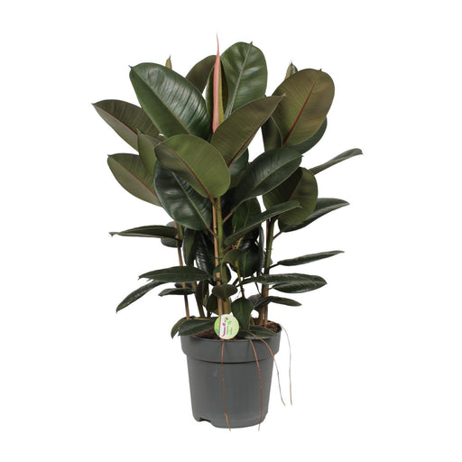 ficus-robusta-o27cm-↕90cm