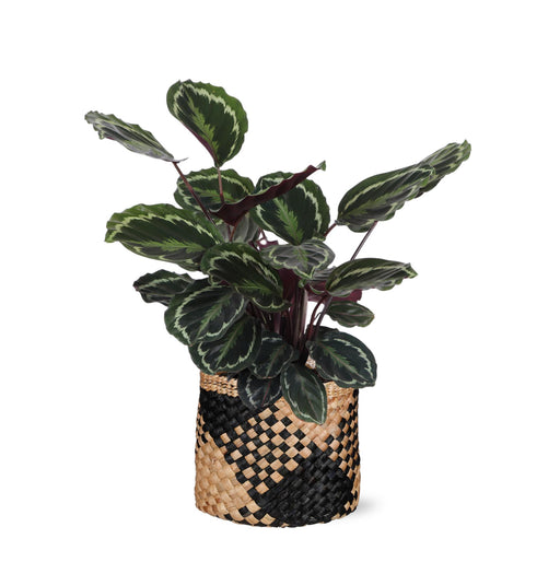 calathea-medaillon-o21cm-↕70cm-in-albury-black-print-mand