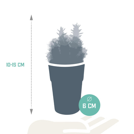 cactus-mix-5-5-cm-5x-in-gekleurde-plasticpot