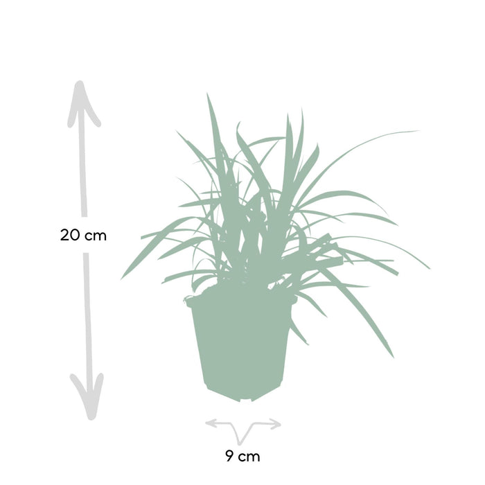 6x-carex-morrowii-irish-green-↕10-25cm-o9cm