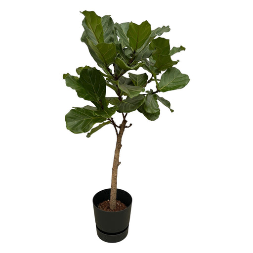 ficus-lyrata-stam-inclusief-elho-greenville-round-zwart-160-cm-o30