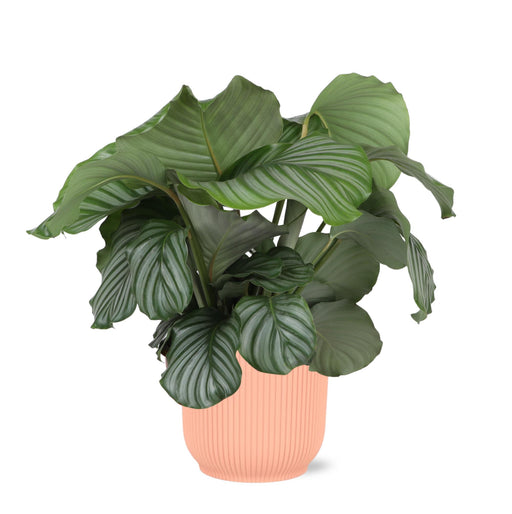 calathea-orbifolia-o21cm-↕70cm-in-vibes-roze-pot