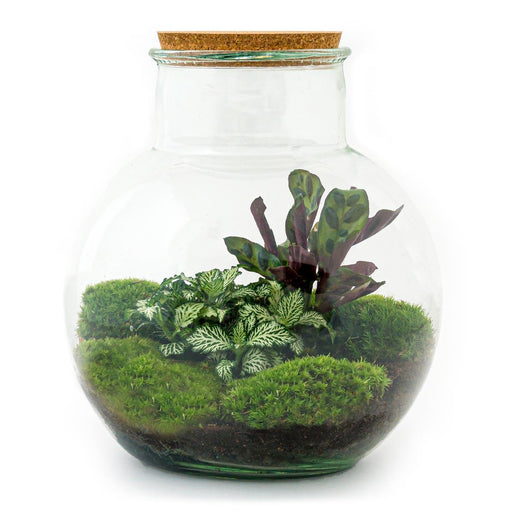 diy-terrarium-teddy-↕-26-5-cm-normal