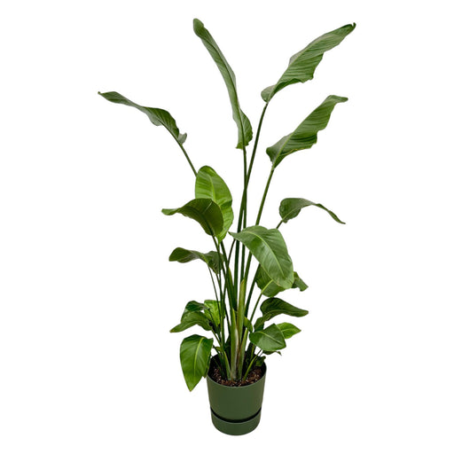 strelitzia-nicolai-inclusief-elho-greenville-round-groen-180-cm-o30