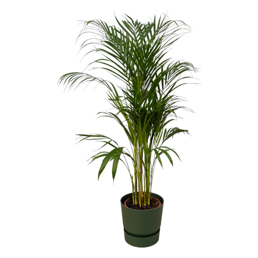 areca-palm-110cm-o21cm-inclusief-elho-greenville-round-groen-d24xh23