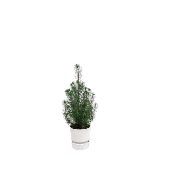 combi-deal-pinus-pinea-inclusief-elho-greenville-round-wit-o18-50-cm