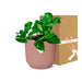 epipremnum-pinnatum-aureum-in-elho-vibes-fold-14cm-roze