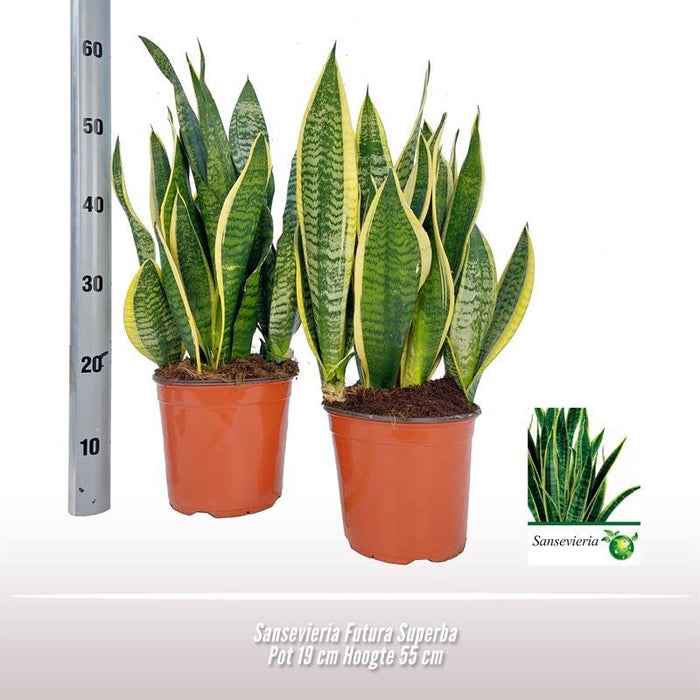 sansevieria-futura-superba-o19-↕55