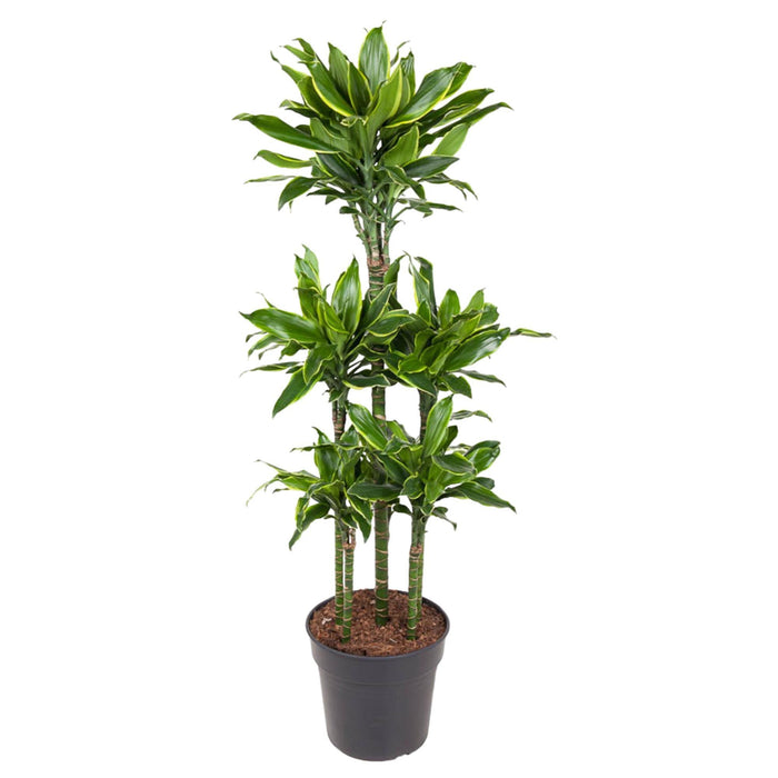 dracaena-golden-coast-carrousel-150-cm-o31