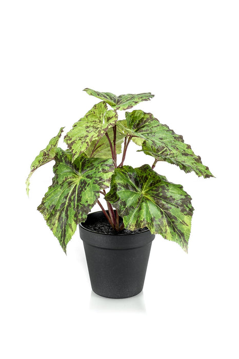 kunstplant-begonia-rex-bladbegonia-25-cm