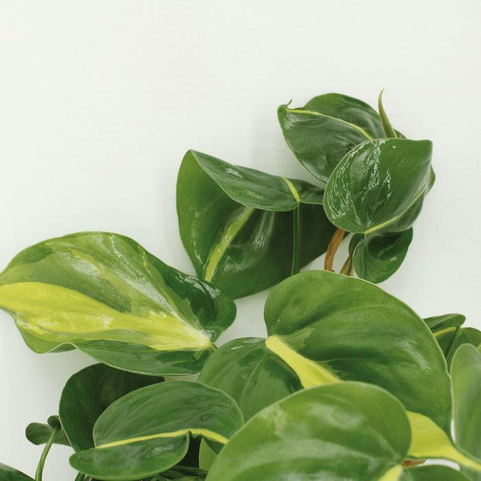 4x-philodendron-scandens-brasil-15cm-o12