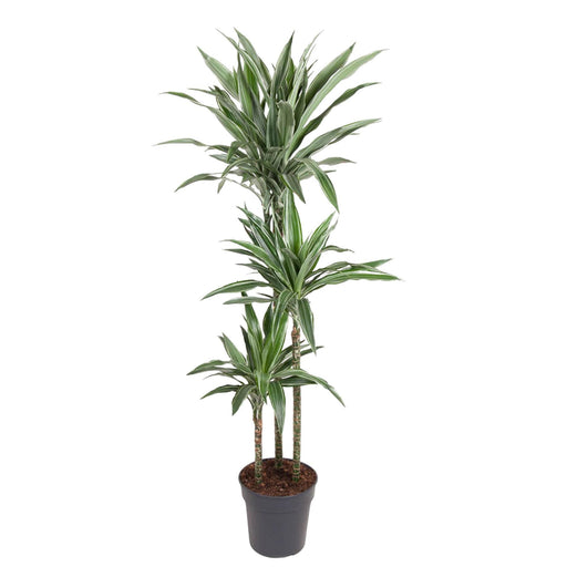 dracaena-warneckei-140-cm-o27