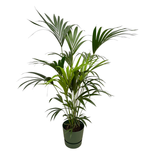 kentia-palm-inclusief-elho-greenville-round-groen-160cm-o30