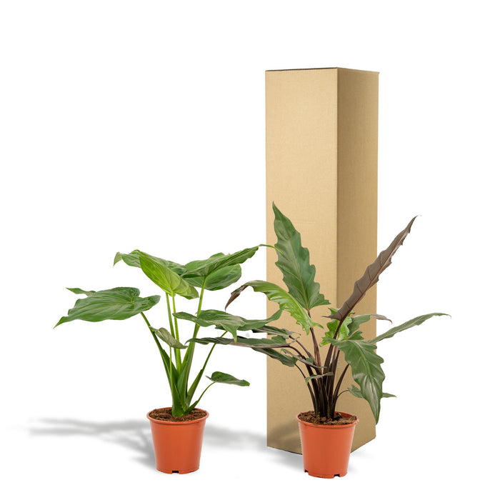 alocasia-cucullata-60cm-o19cm-alocasia-lauterbachiana-75cm-o19cm