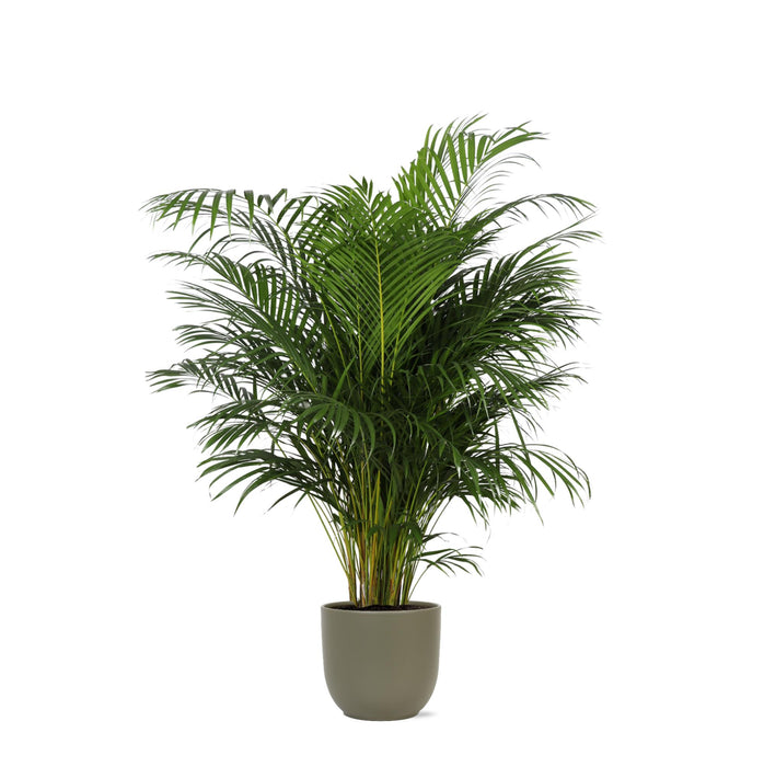 dypsis-lutescens-areca-palm-o27cm-↕160cm-in-boule-olijf-pot