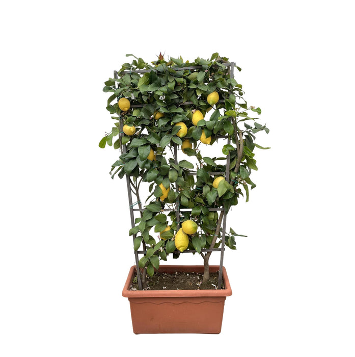 citrus-lemon-op-rek-160cm-o60