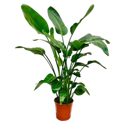 strelitzia-nicolai-160cm-o24