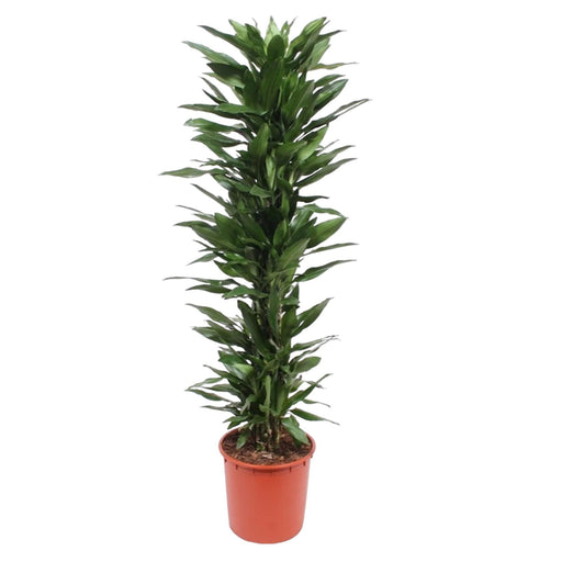 dracaena-janet-lind-170-cm-o34