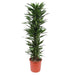 dracaena-janet-lind-170-cm-o34