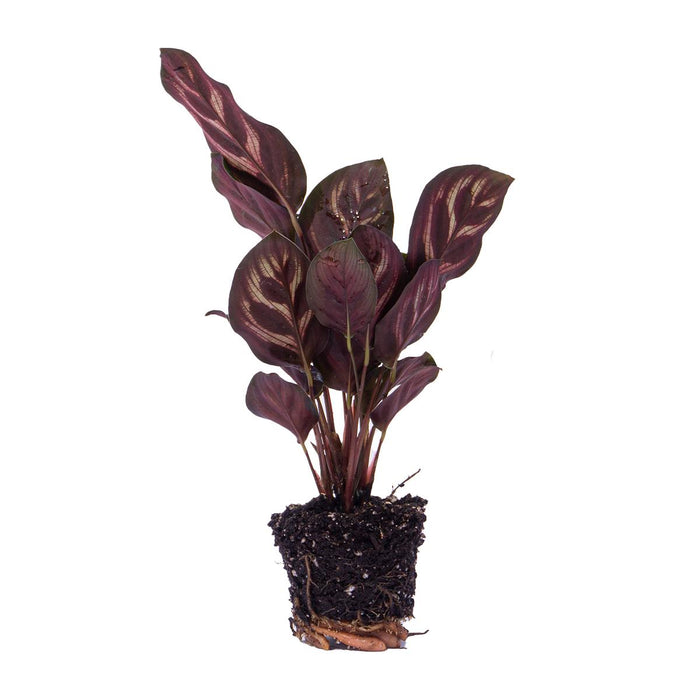 calathea-makoyana-pauwenplant-terrarium-plant-potmaat-6