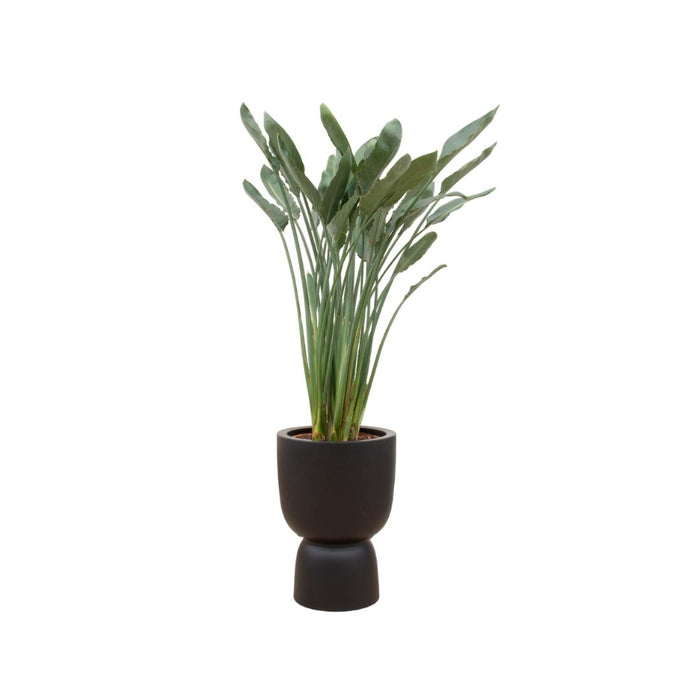 combi-deal-strelitzia-reginae-inclusief-elho-pure-coupe-zwart-o41-190-cm