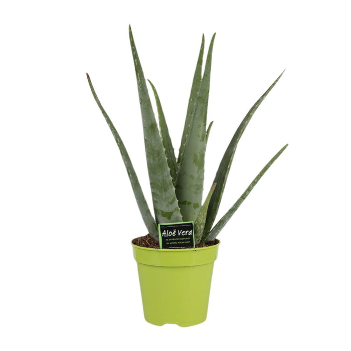 aloe-vera-o15cm-↕65cm