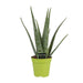 aloe-vera-o15cm-↕65cm