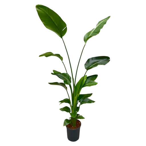 strelitzia-nicolai-180-cm-27