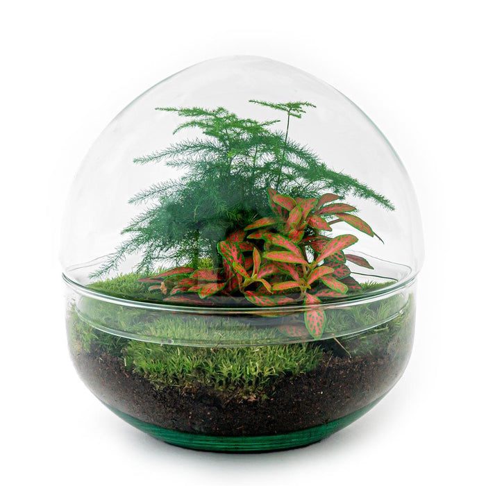 diy-terrarium-dome-red-↕-20-cm-rake-shovel-tweezer