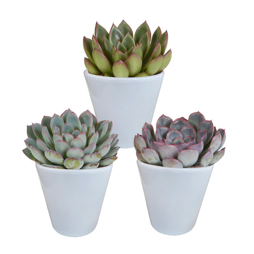 echeveria-mix-8-5-cm-3x-in-witte-pot