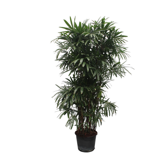 rhapis-excelsa-260-cm-o50