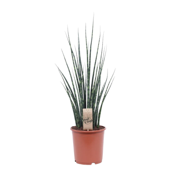 sansevieria-fernwood-mikado-o19cm-↕80cm