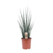 sansevieria-fernwood-mikado-o19cm-↕80cm