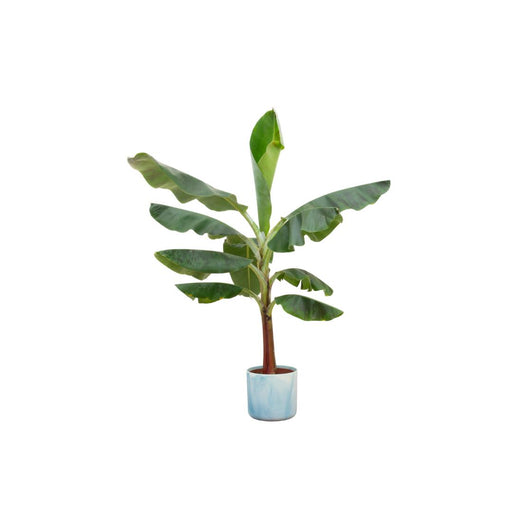 combi-deal-bananenplant-musa-inclusief-ocean-round-atlantisch-blauw-o22-120-cm