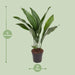 aspidistra-elatior-o17cm-↕70cm