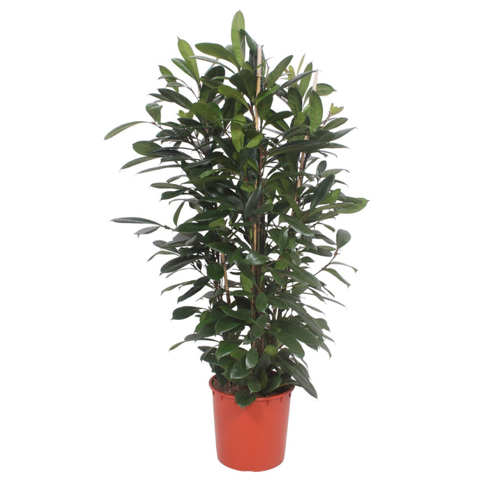 ficus-cyathistipula-struik-180-cm-o34